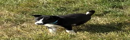 Border Collie dogs for sale: Border Collie Pups - Farm reared from working dogs - Advert 18