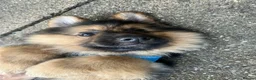 German Shepherd dogs for sale: German sheprherd puppy - Advert 1