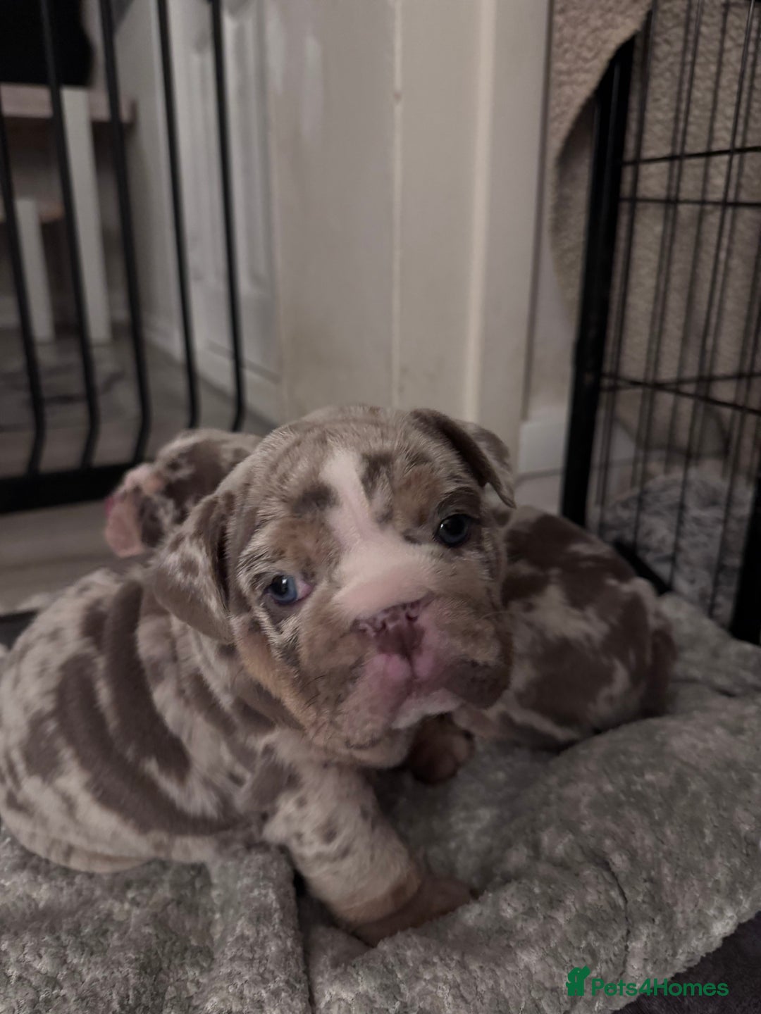 English Bulldog dogs for sale: English Bulldogs ready to leave 10/12/25  - Advert 22