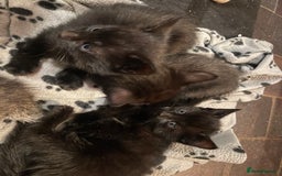Mixed Breed cats for sale: Russian blue cross black and tabby kittens  - Advert 35