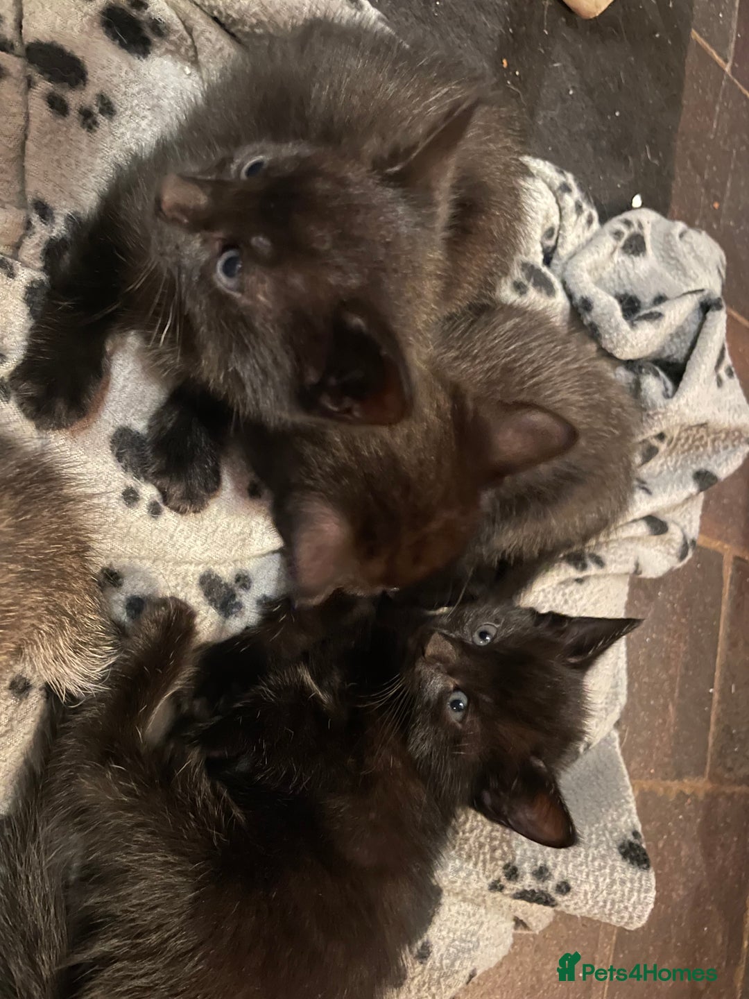 Mixed Breed cats for sale: Russian blue cross black and tabby kittens  - Advert 35