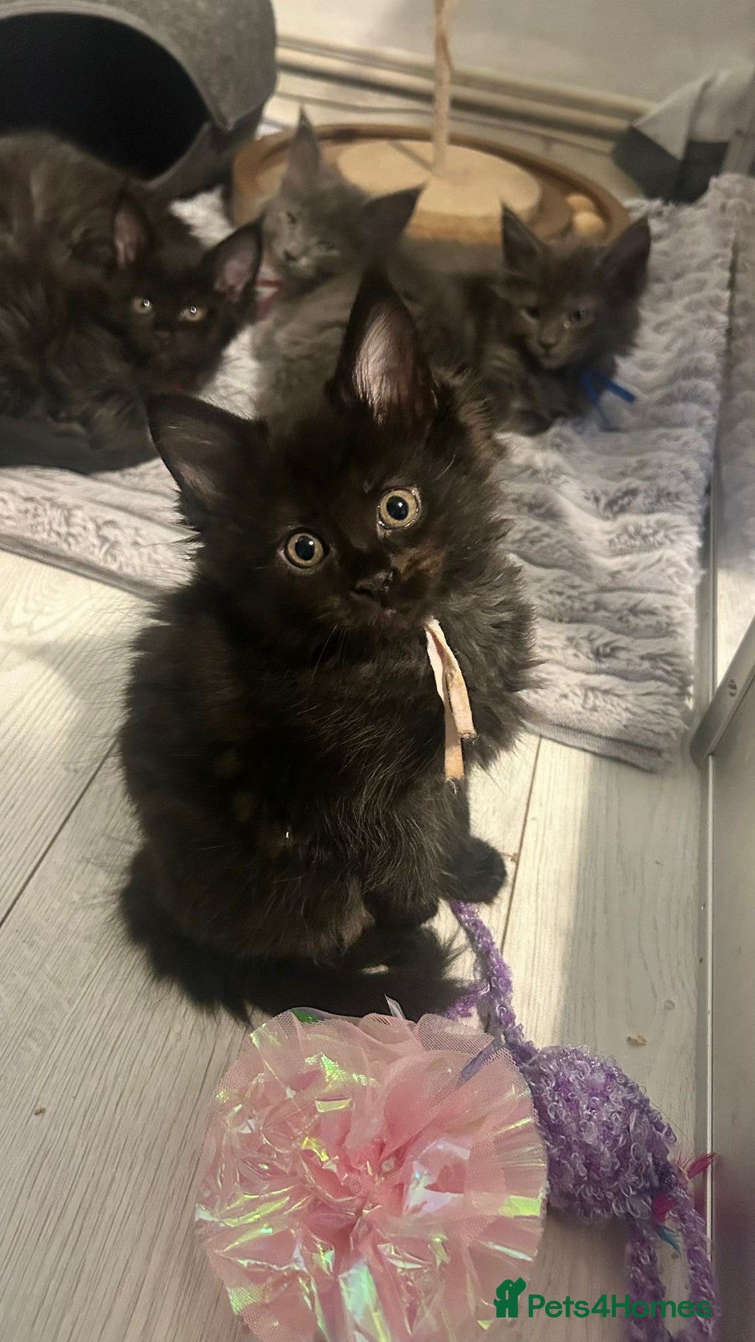 Maine Coon cats for sale: Mainecoon kittens  - Advert 4