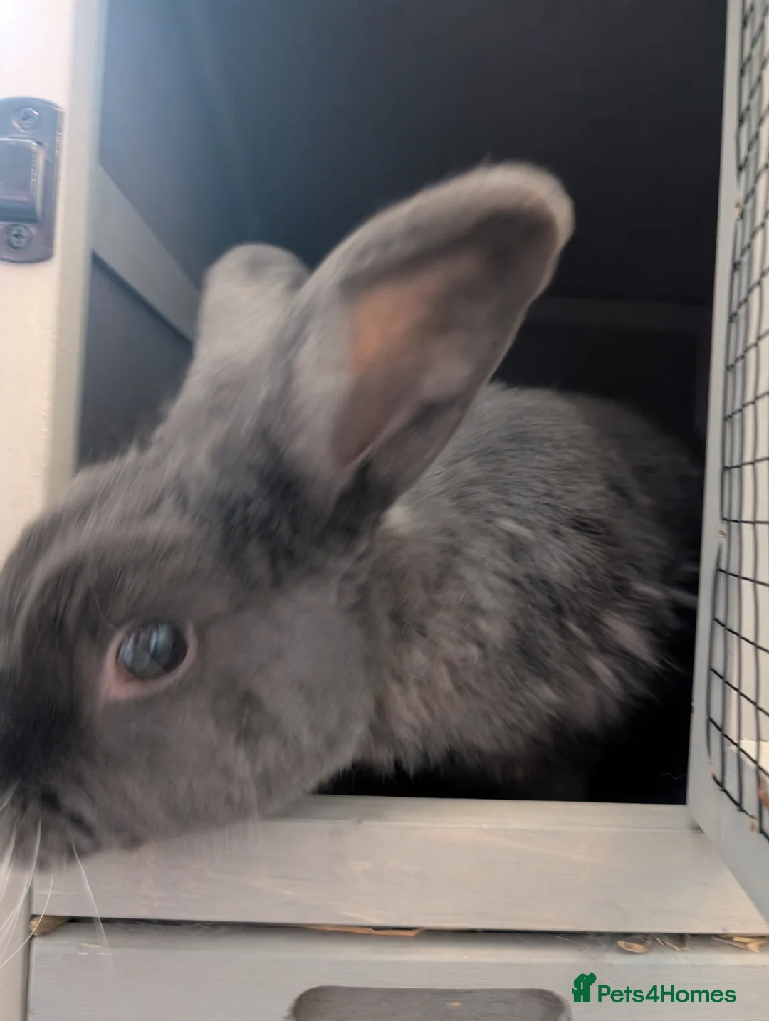Rex rabbits for sale: 5 year old rabbit for sale in Willenhall - Advert 3