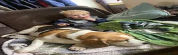 Beagle dogs for sale: Chunky friendly beagles  - Advert 27