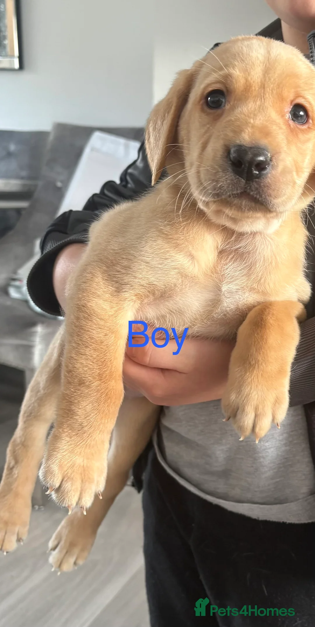 Labrador Retriever dogs for sale: Kc registered Labrador puppies - Advert 7