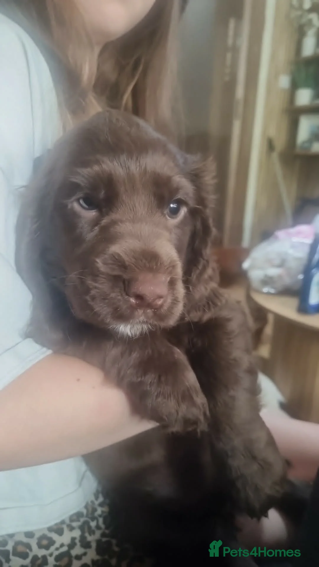 Sprocker dogs for sale: Sprocker Puppies ready now  - Advert 2