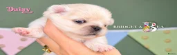 Pekingese dogs for sale: Cream girl kc licensed breeder health tested  - Advert 8