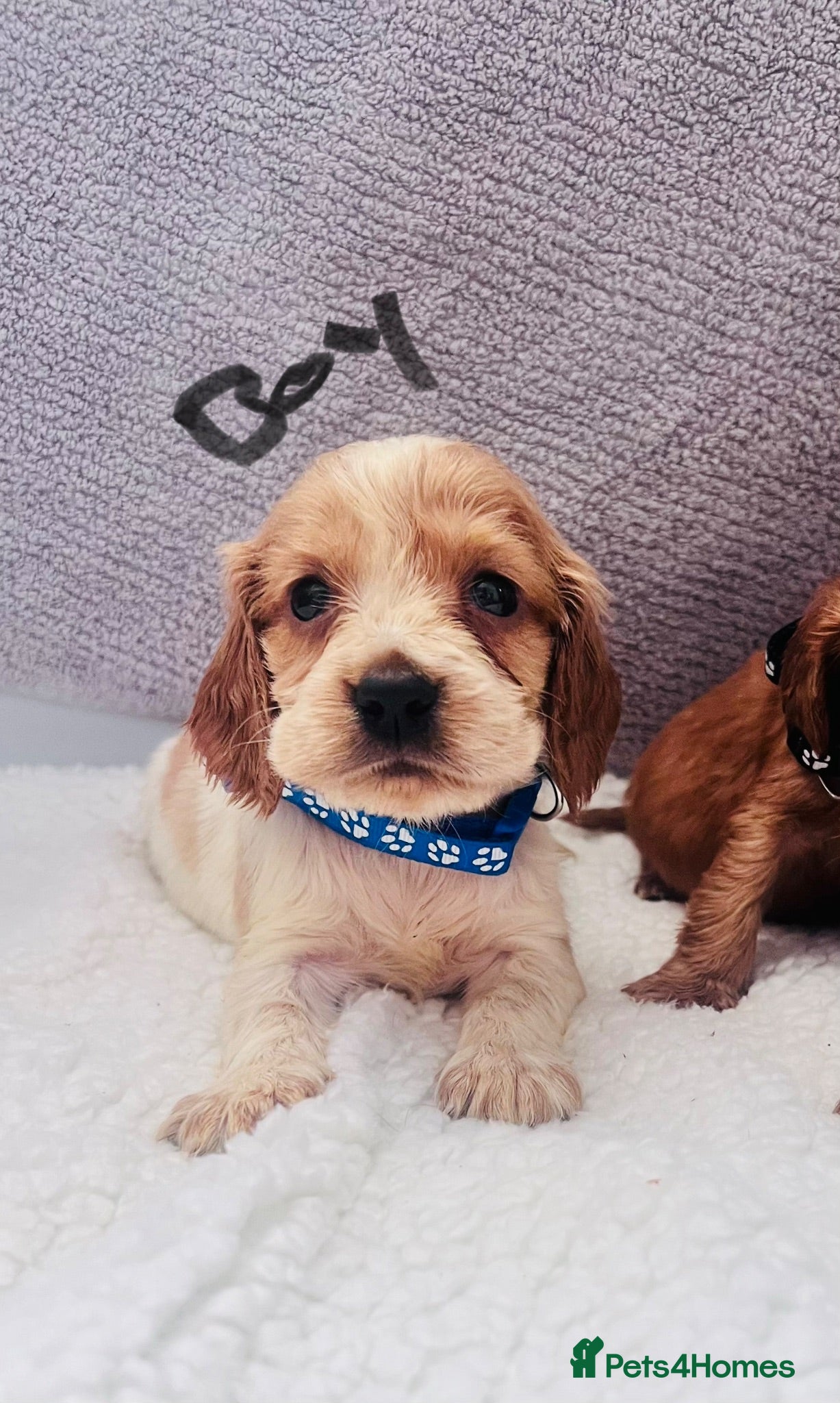 Cocker Spaniel dogs Gorgeous small Cocker spaniels - Advert 1