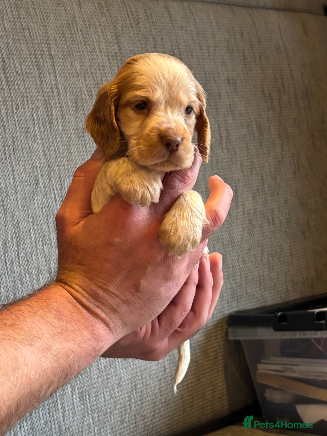 Cocker Spaniel dogs for sale: Stunning cocker spaniel puppies  - Advert 9