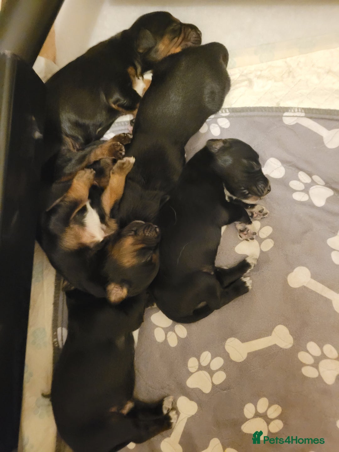 Mixed Breed dogs for sale: Border collie x irish/red setter puppies - Image 20