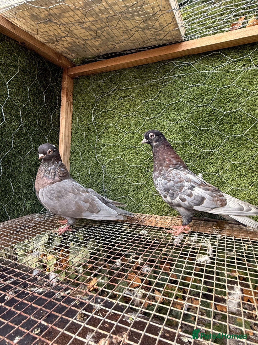 Pigeons birds for sale: Pigeons for sale - Image 7