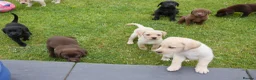 Labrador Retriever dogs for sale: Quality Health Tested Labrador Puppies - Advert 10