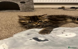 Siberian cats for sale: Purebred Siberian  - Image 10