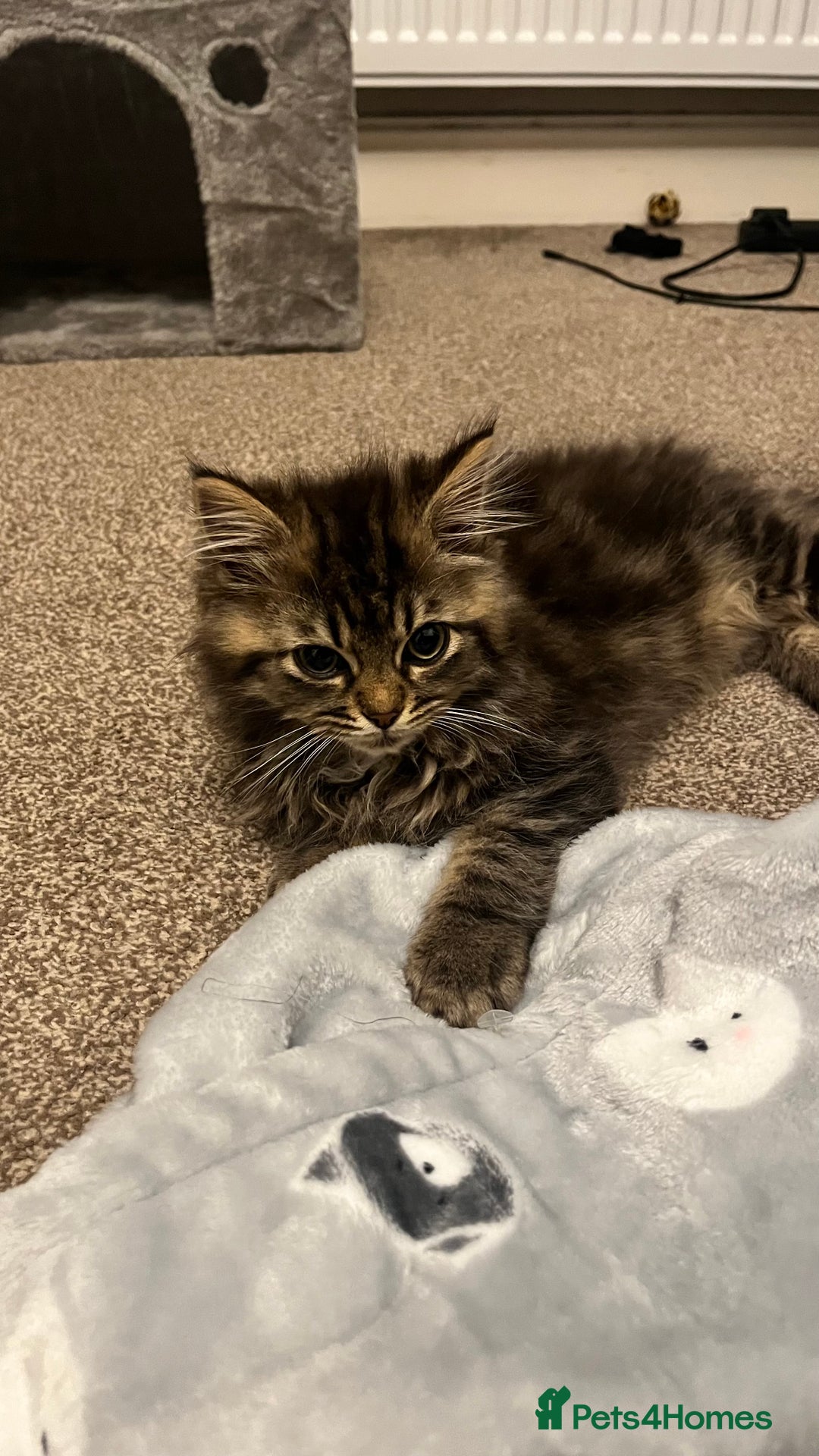 Siberian cats for sale: Purebred Siberian  - Image 10