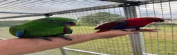 Parrots birds for sale: Hand reared Eclectus ready in 2 weeks! in Skipton - Advert 6