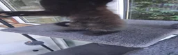 Mixed Breed cats for sale: Rare female Ginger Tabbies 😻 - Advert 10