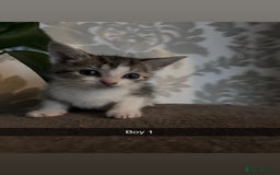 Mixed Breed cats for sale: 2 girls one boy  - Image 2