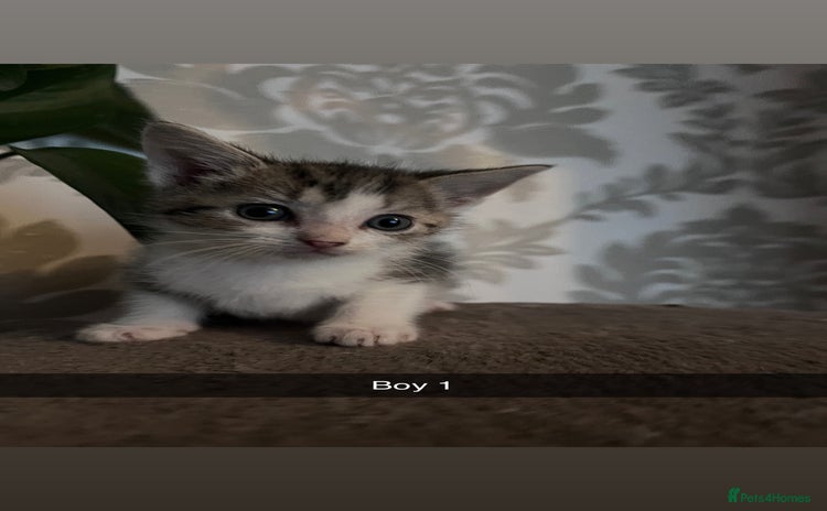 Mixed Breed cats - Advert 8