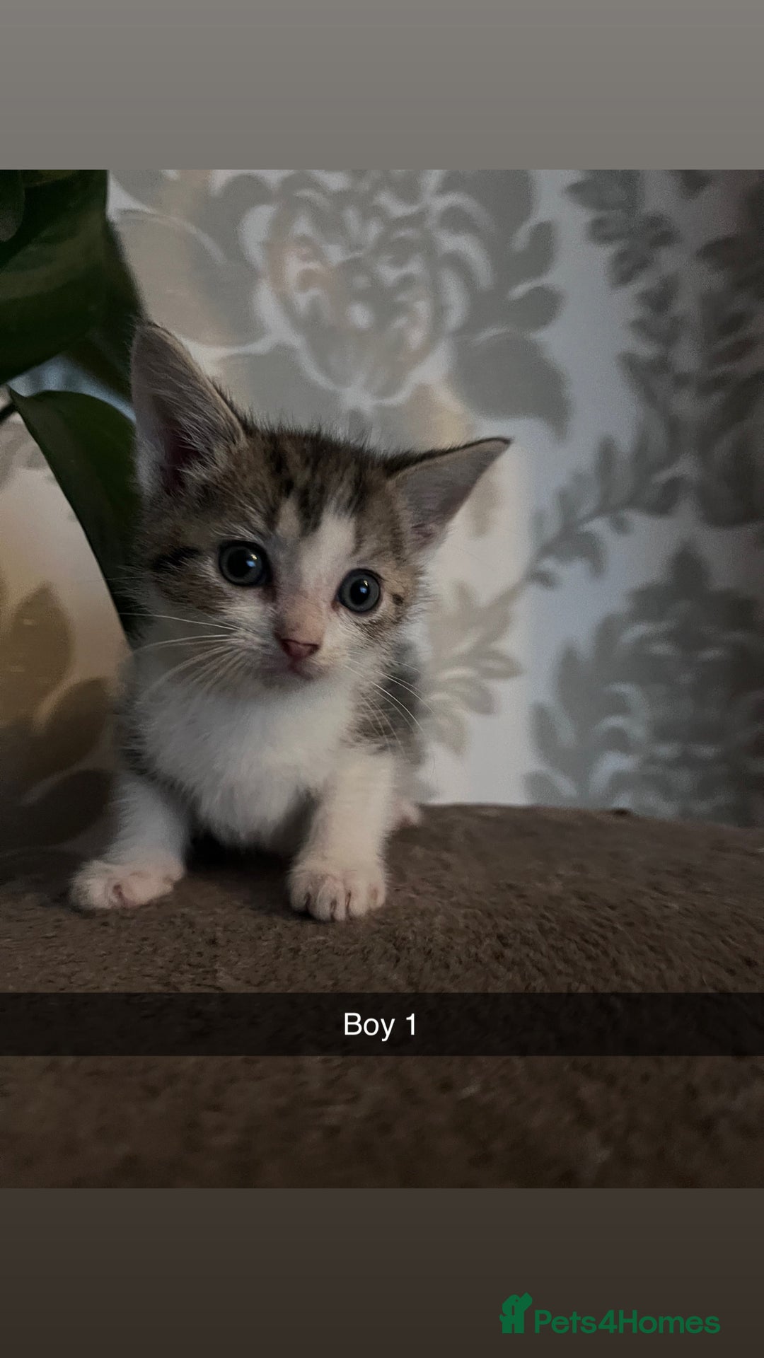 Mixed Breed cats for sale: 2 girls one boy  - Image 2
