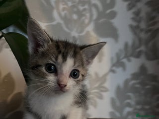 Mixed Breed cats - Advert 4