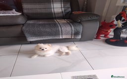 Pomeranian dogs for sale: Pomeranian  - Image 2
