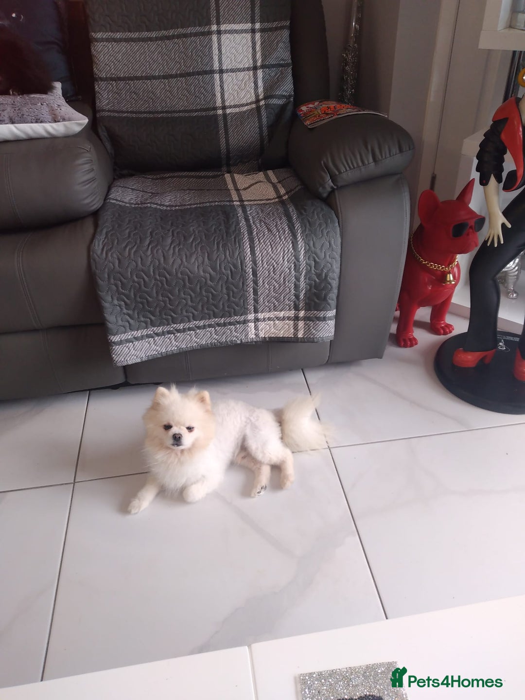 Pomeranian dogs for sale: Pomeranian  - Image 2