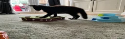 Maine Coon cats for sale: 2 Maine coon kittens  - Advert 5
