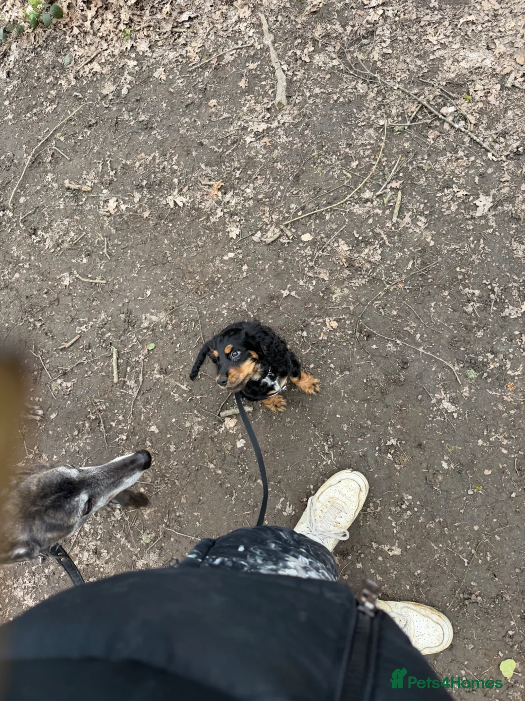 Cocker Spaniel dogs for sale: Zeus  in Tunbridge Wells - Advert 2