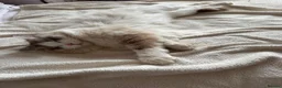 Ragdoll cats for sale: Unfortunate rehoming - Advert 10