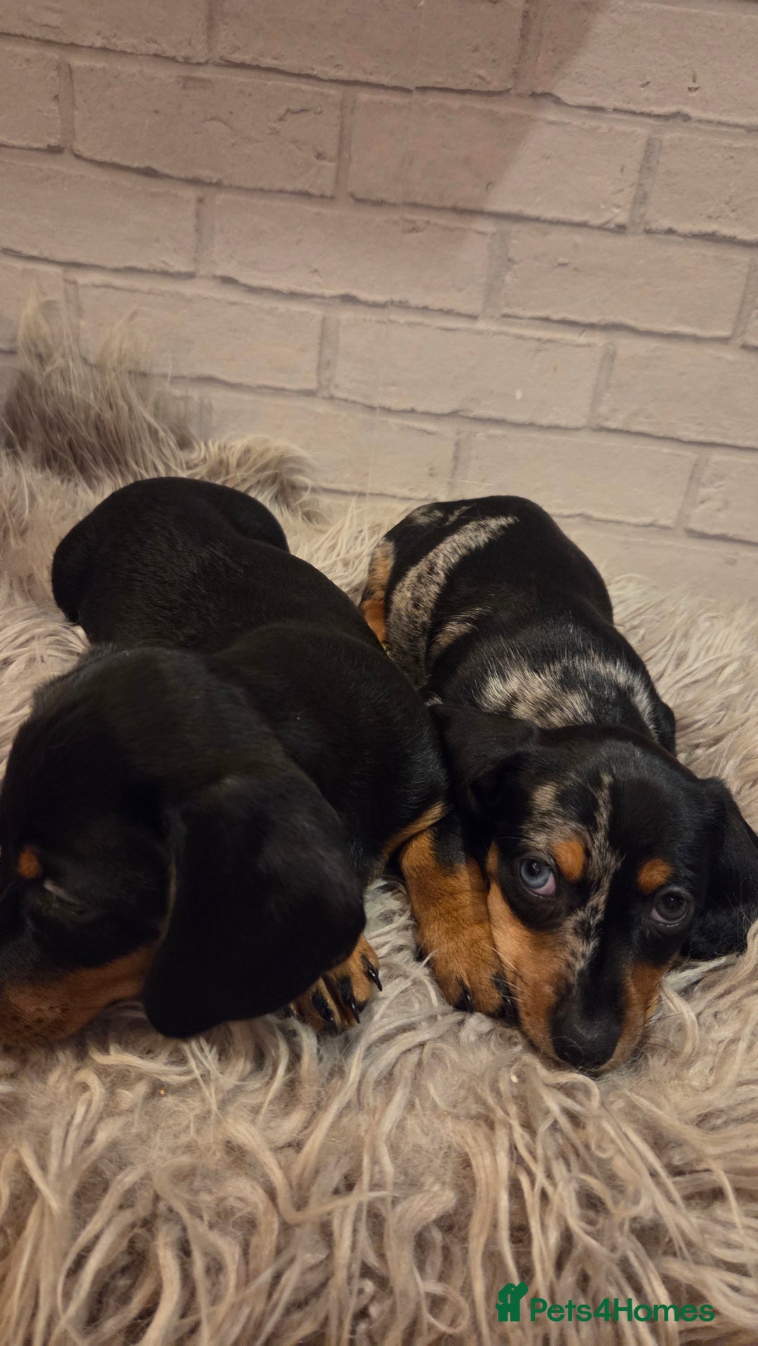 Miniature Dachshund dogs for sale: Miniature dadchund male puppies  - Advert 4