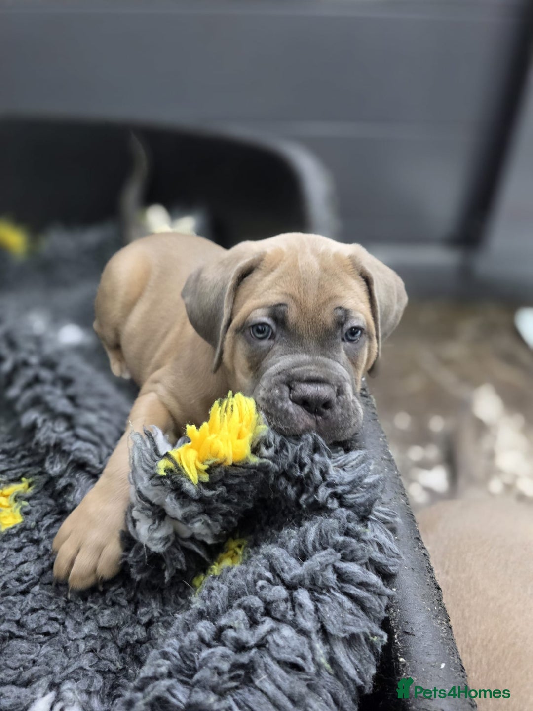 Cane Corso dogs for sale: Excellent Formentino Corso male puppies for sale.  - Image 18