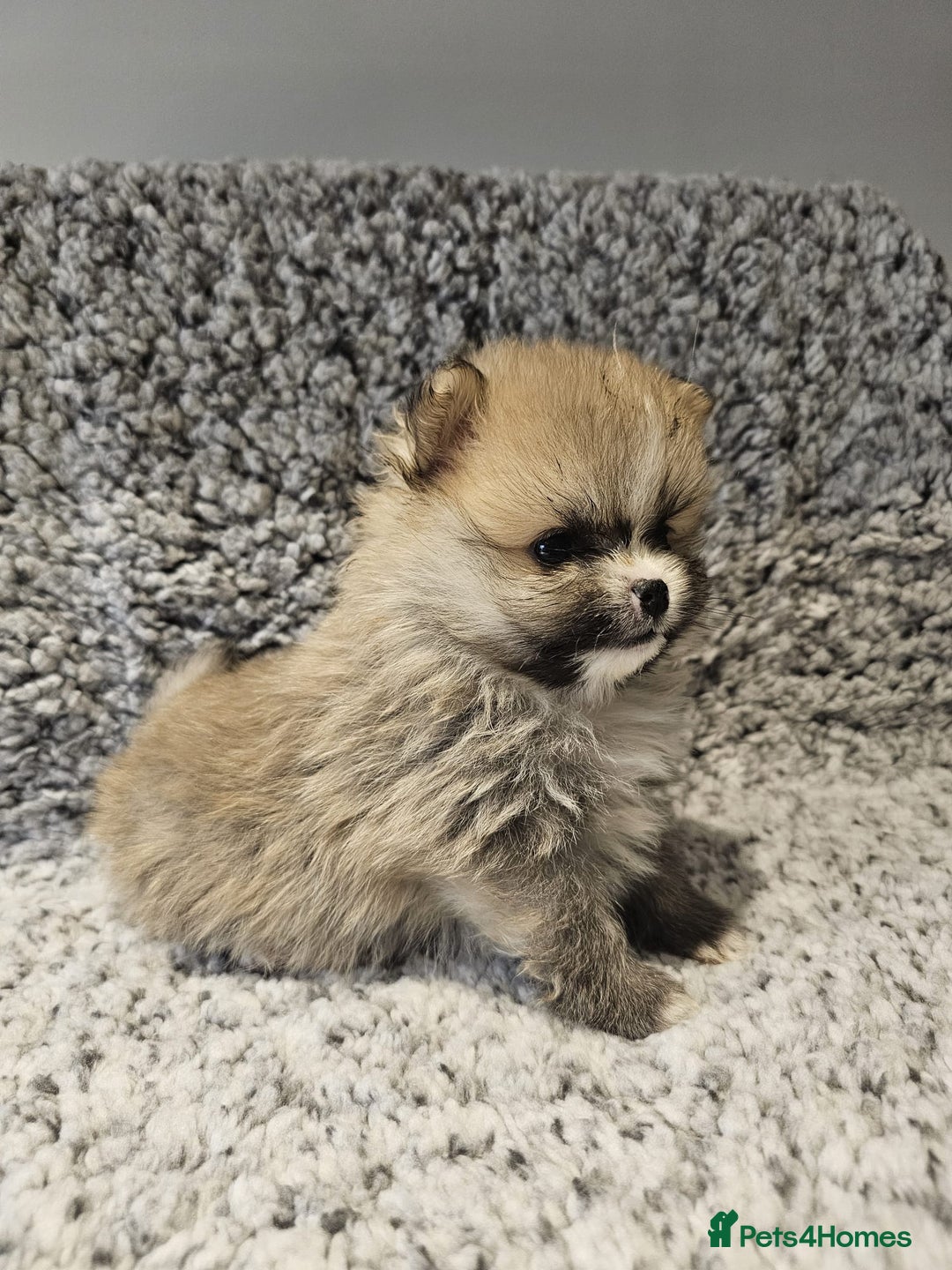 Pomeranian dogs for sale: Adorable mini Pomeranian ❤ - Advert 18