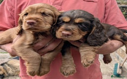 Cocker Spaniel dogs for sale: CUDDLY LITTER OF COCKER SPANIELS,TESTED PARENTS - Image 2