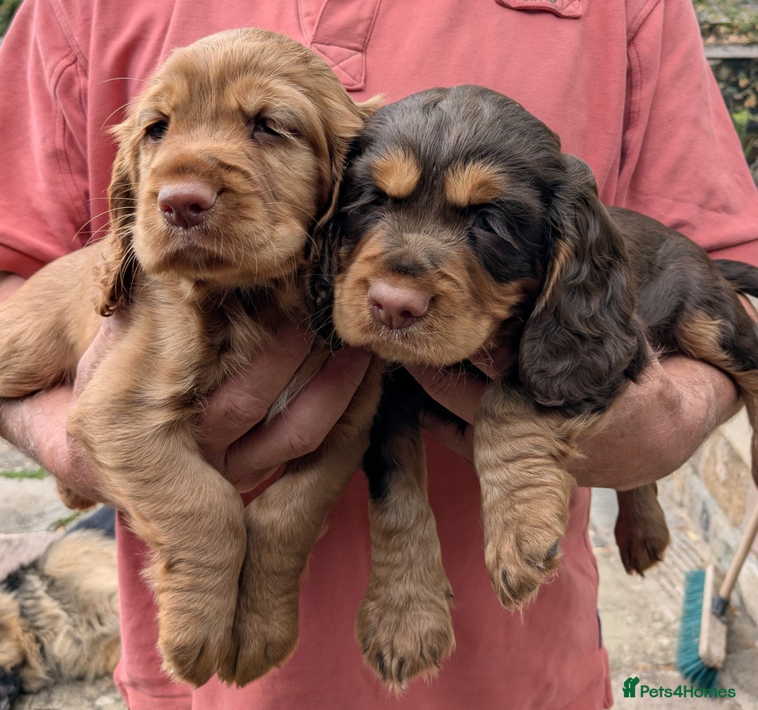 Cocker Spaniel dogs for sale: CUDDLY LITTER OF COCKER SPANIELS,TESTED PARENTS - Image 2