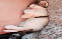 Mixed Breed cats for sale: Bengal x Domestic short hair Kittens - Image 11