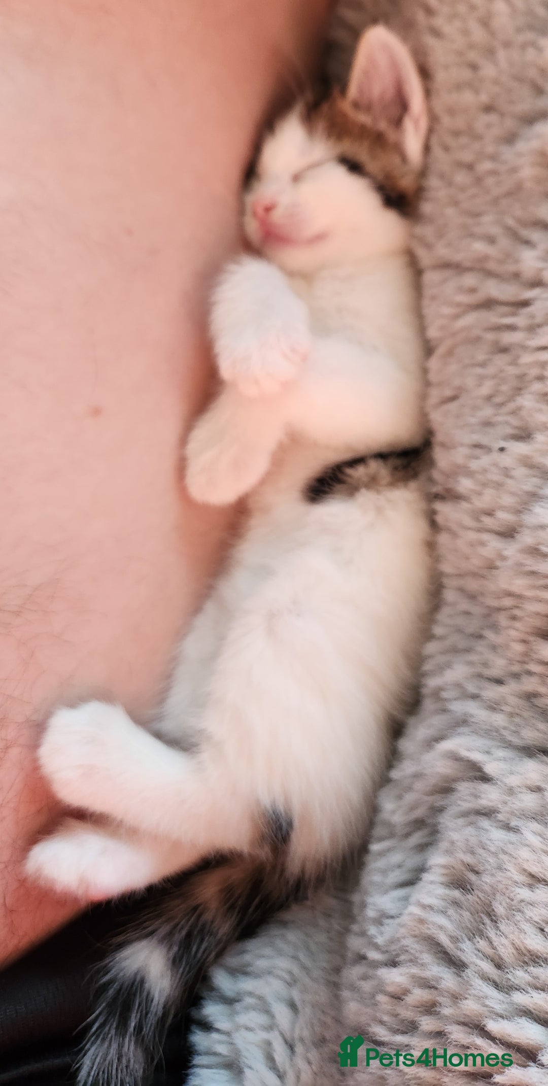 Mixed Breed cats for sale: Bengal x Domestic short hair Kittens - Image 11