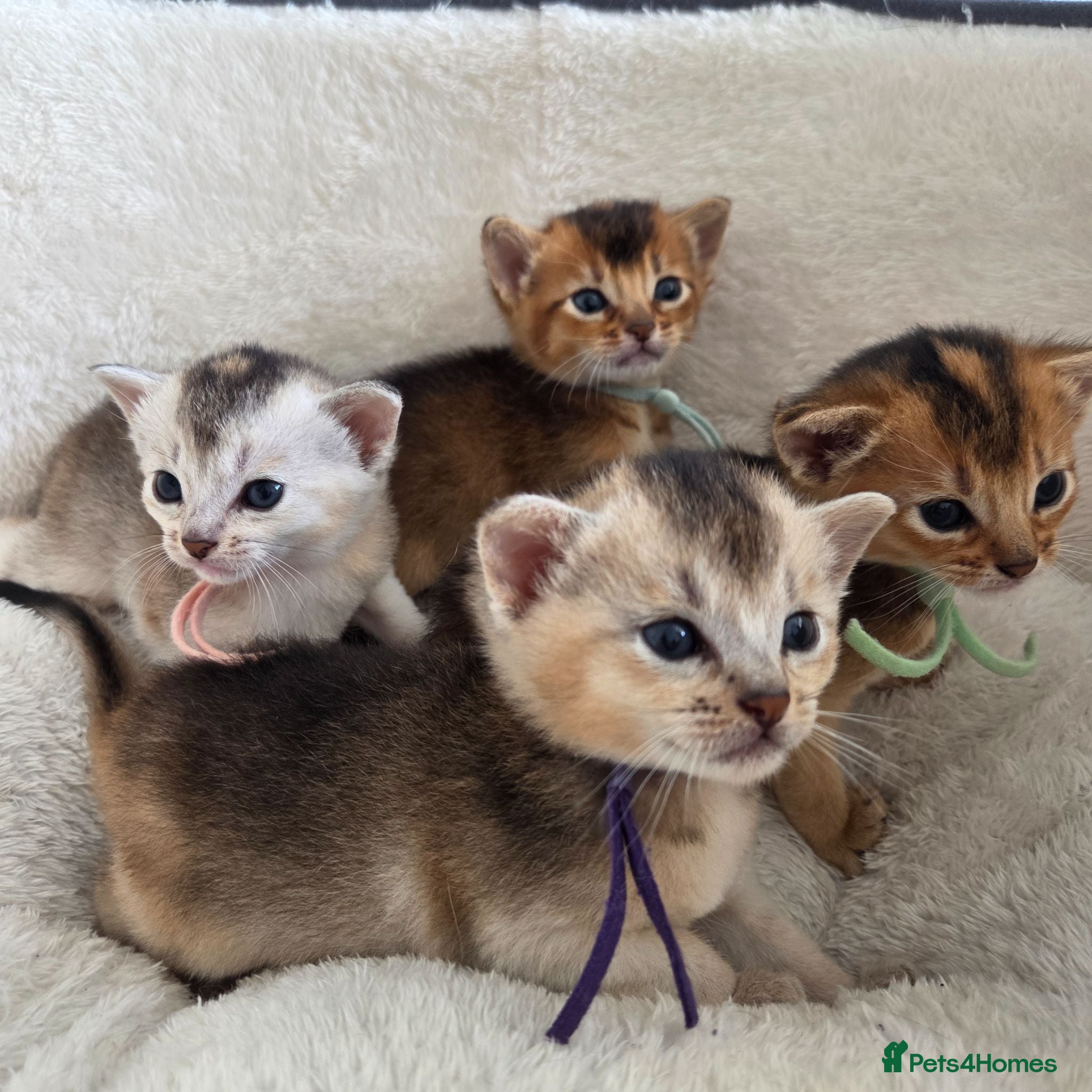 Abyssinian cats 🏆 TICA Registered Abyssinian Kittens - Advert 4