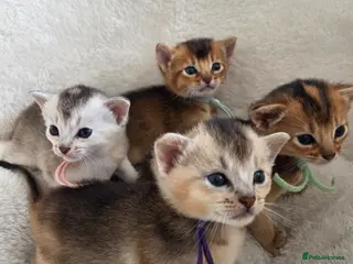 Abyssinian cats 🏆 TICA Registered Abyssinian Kittens - Advert 4