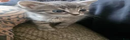 Mixed Breed cats for sale: Cuddle Boy Grey Tabby - Advert 3