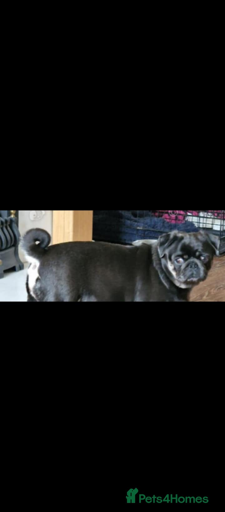 Pug dogs  3 years female pug - Advert 5