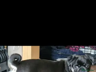 Pug dogs 3 years female pug - Advert 5