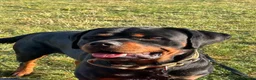 Rottweiler dogs for sale: Pure Breed Rottweiler  - Advert 4