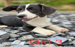 Welsh Corgi Cardigan dogs for sale: Welsh Cardigan Corgi Puppies  - Image 1