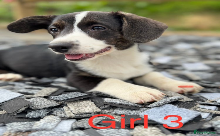 Welsh Corgi Cardigan dogs - Advert 1