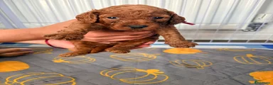 Cockapoo 7