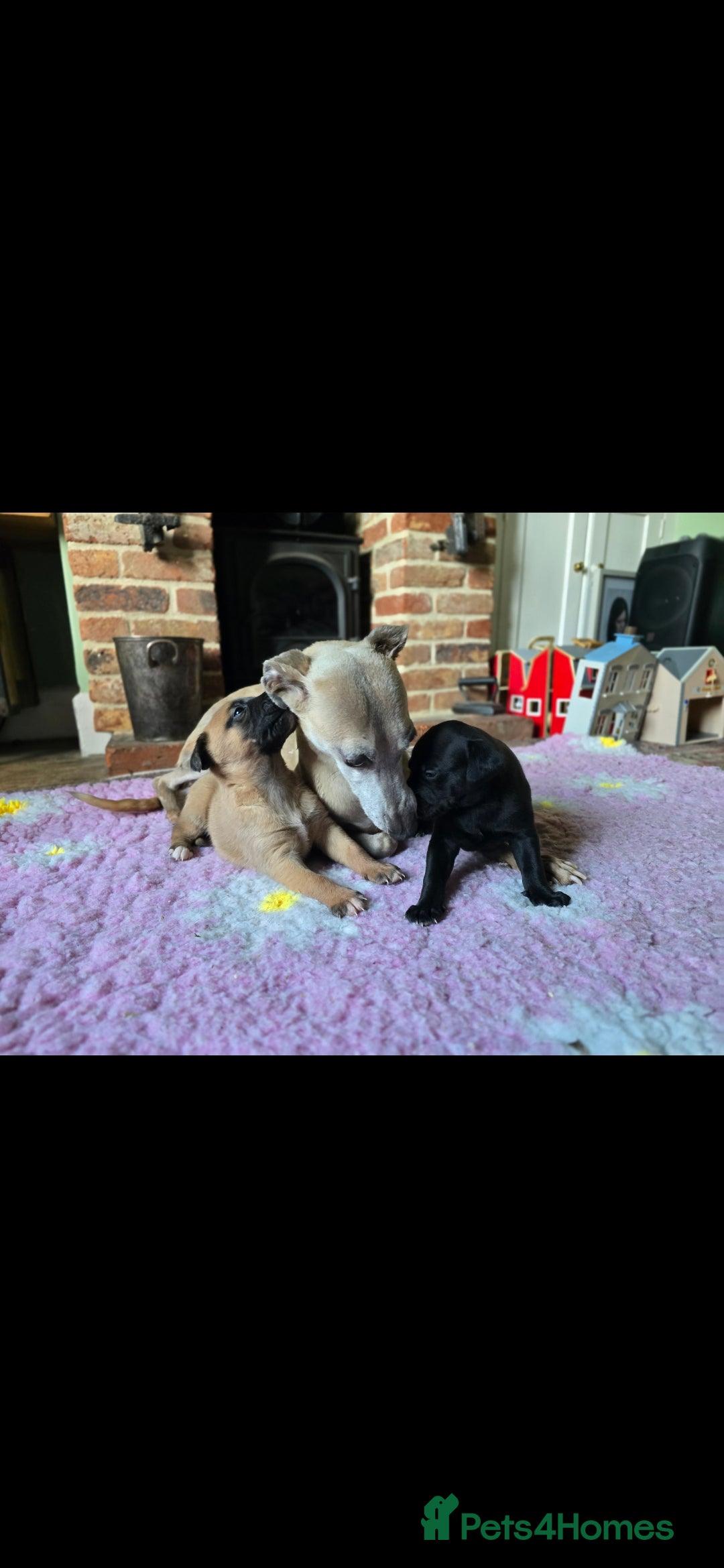 Whippet dogs for sale: 2 whippet dog pups - Advert 8