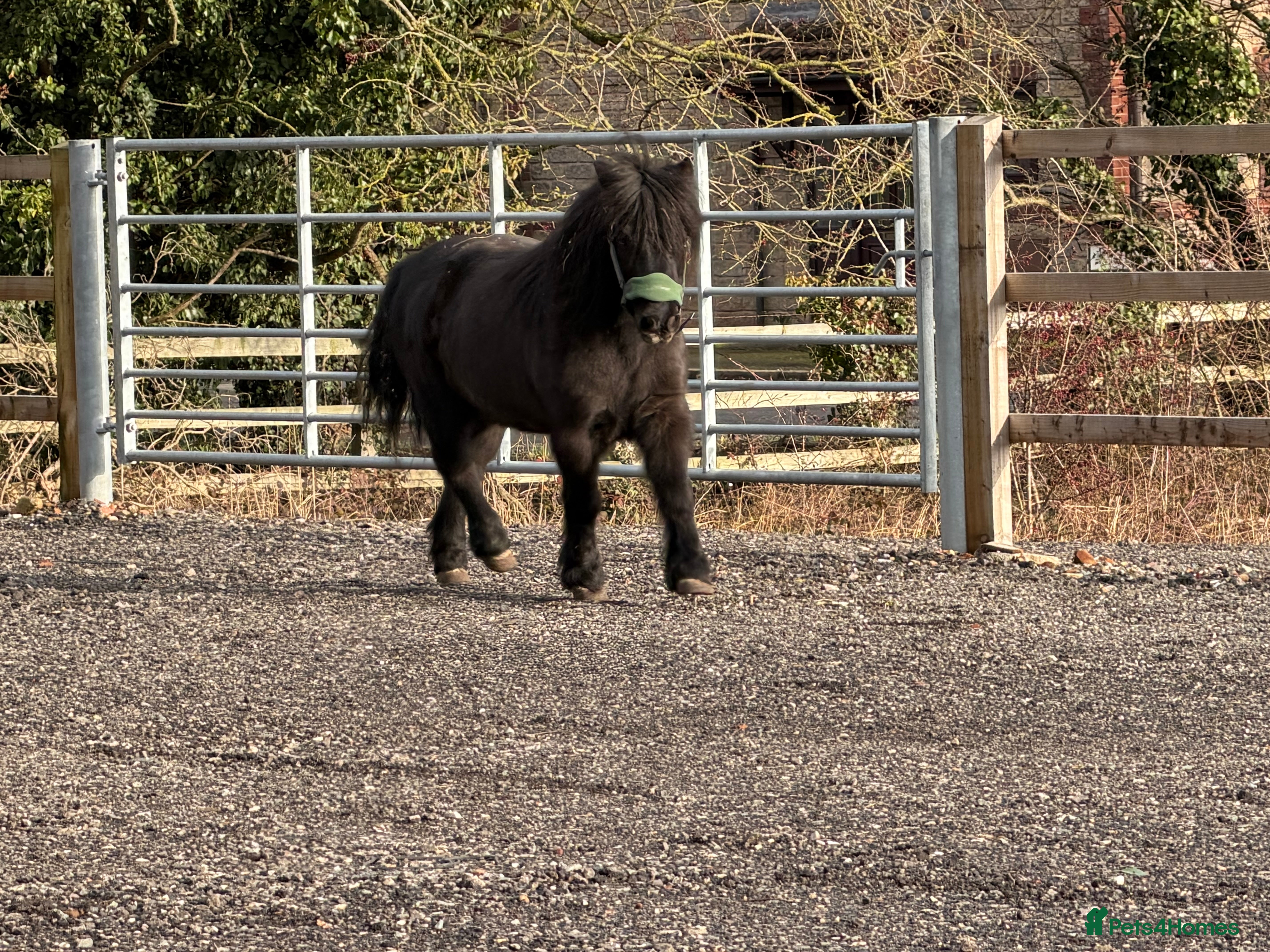 Shetland pony horses Shetland gelding  - Advert 1
