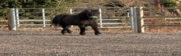 Shetland pony horses for sale: Shetland gelding  - Advert 1