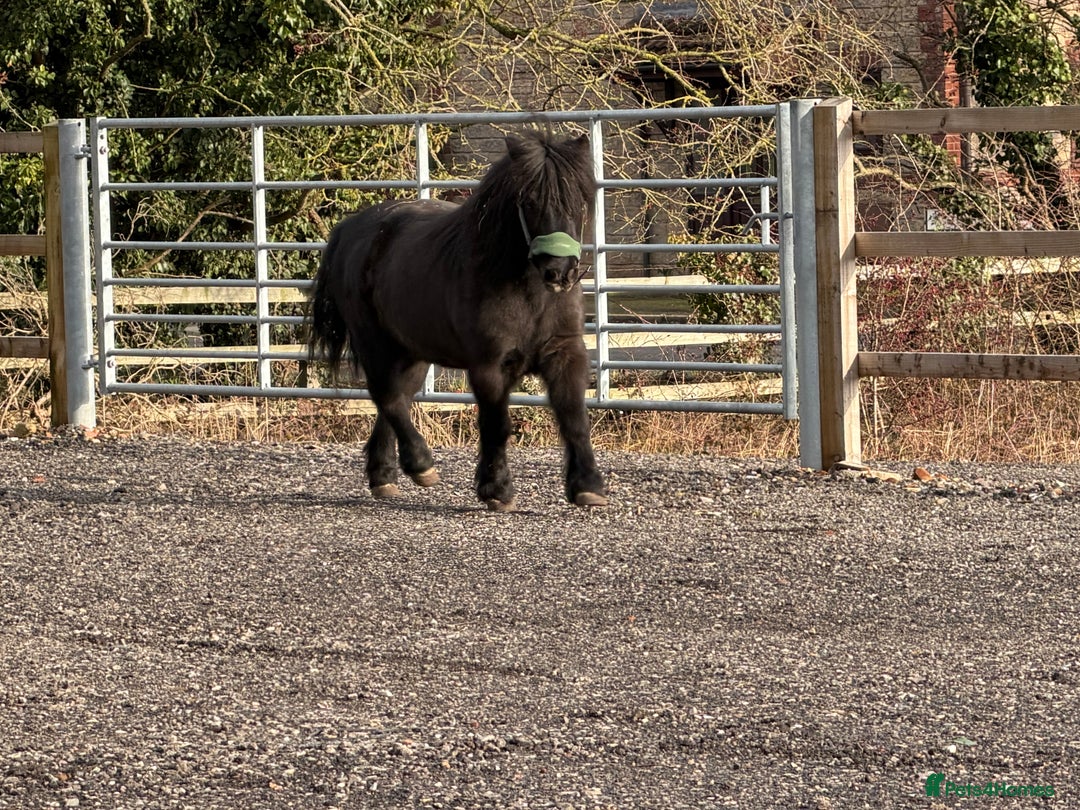 Shetland pony horses for sale: Shetland gelding  - Advert 1