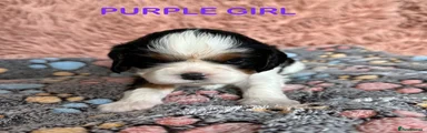 Cavalier King Charles Spaniel - Purple Girl 